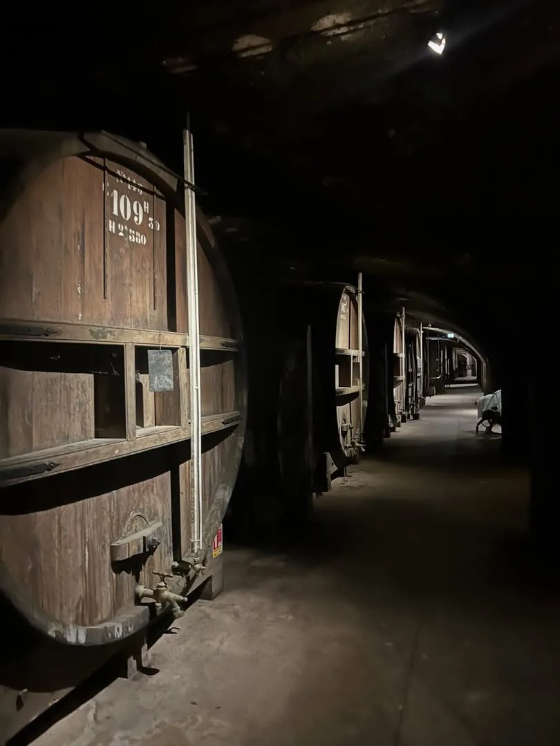 Casks lined up in the half-light of the cellars.